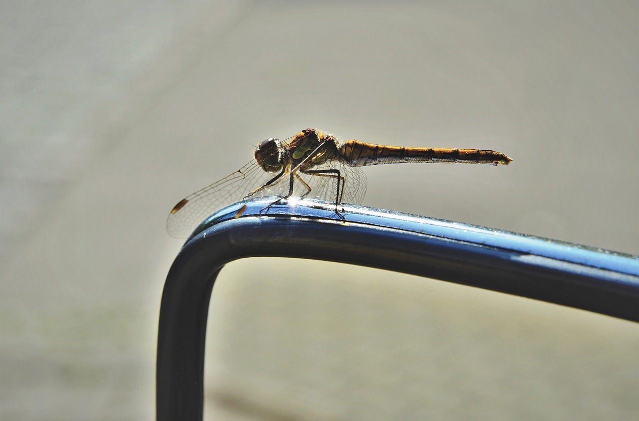 How the Robotic Dragonfly is Shaping Future UAV Technologies